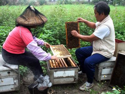 養蜂產銷第一班